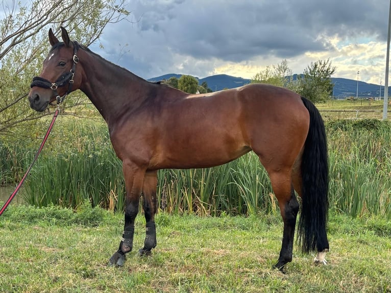 Francés de silla (Selle francais) Yegua 11 años 168 cm Castaño rojizo in Montagny