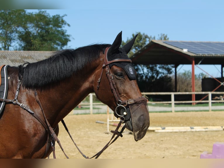 Francés de silla (Selle francais) Yegua 11 años Castaño oscuro in lherm