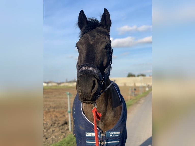 Francés de silla (Selle francais) Yegua 12 años 163 cm Negro in Linselles