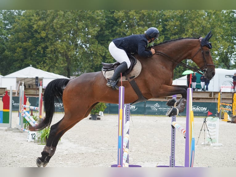 Francés de silla (Selle francais) Yegua 12 años Castaño in Lyon