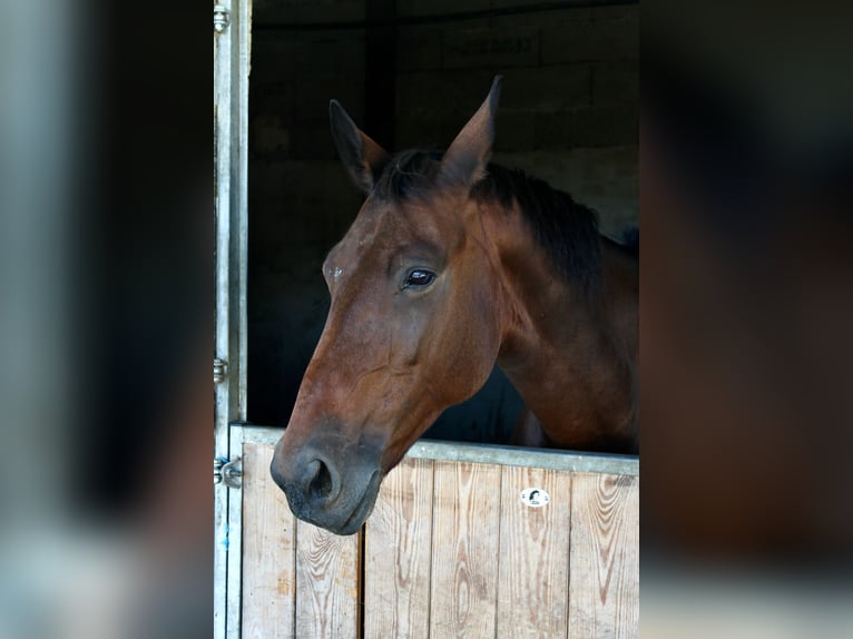 Francés de silla (Selle francais) Yegua 12 años Castaño oscuro in lherm