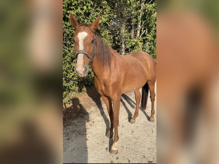 Francés de silla (Selle francais) Yegua 14 años 165 cm Alazán in GROTE-BROGEL