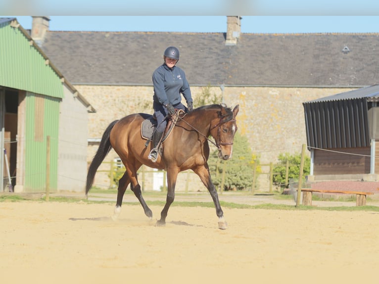 Francés de silla (Selle francais) Yegua 15 años 160 cm Castaño in Brix