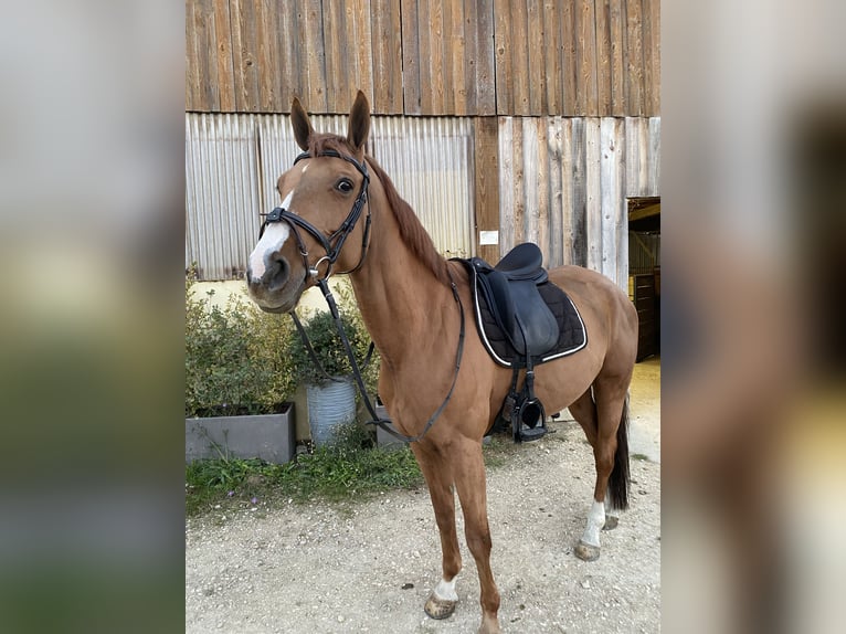 Francés de silla (Selle francais) Yegua 15 años 165 cm Alazán in Henflingen