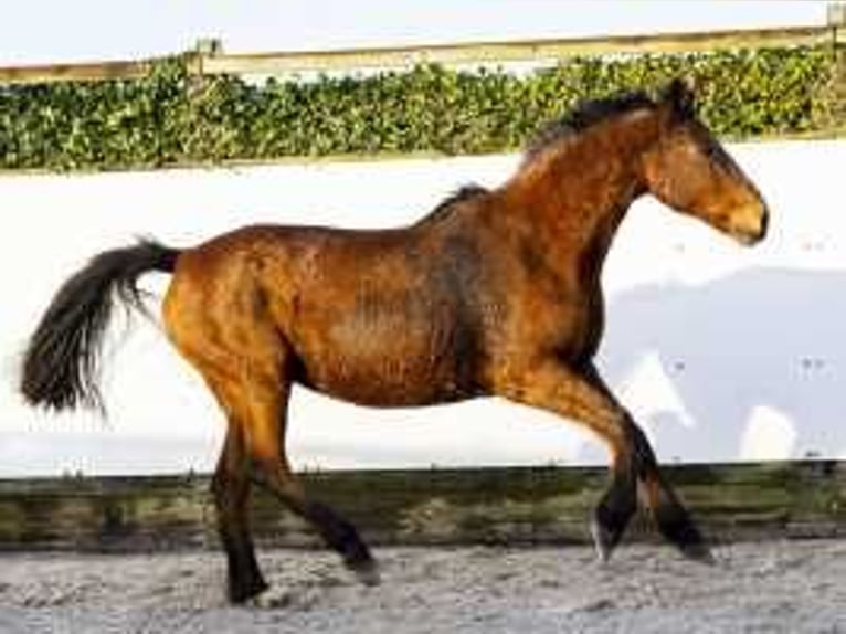 Francés de silla (Selle francais) Yegua 21 años 165 cm Castaño in Waddinxveen