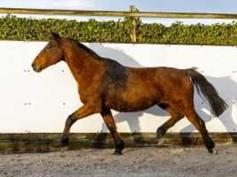 Francés de silla (Selle francais) Yegua 21 años 165 cm Castaño in Waddinxveen