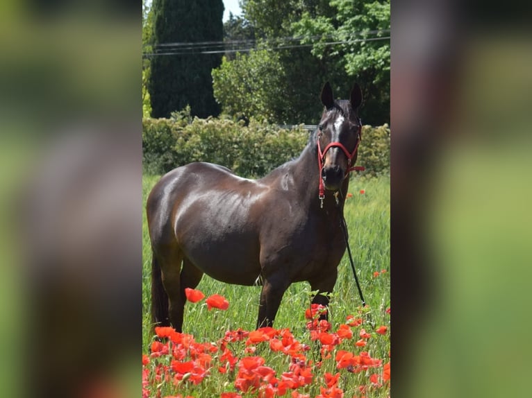 Francés de silla (Selle francais) Yegua 22 años 160 cm Negro in Coubron