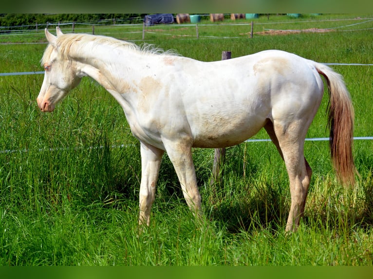 Francés de silla (Selle francais) Yegua 2 años 160 cm Perlino in Aubagne