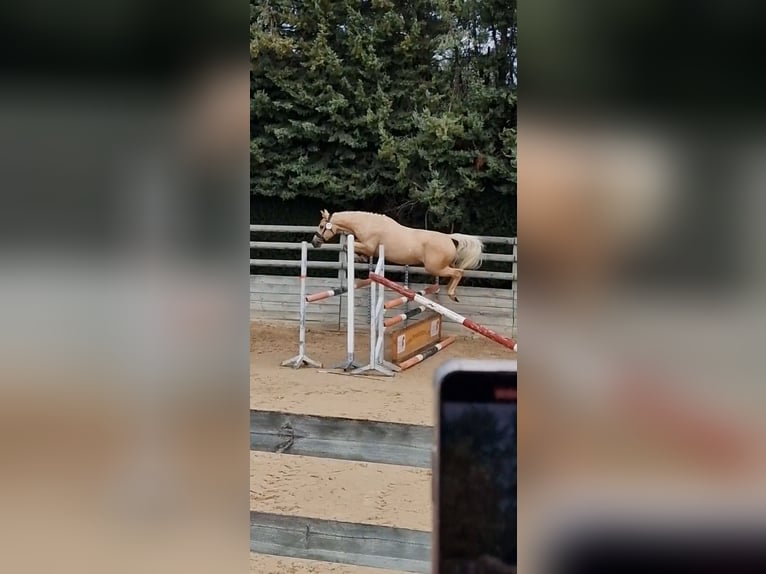 Francés de silla (Selle francais) Yegua 3 años 153 cm Palomino in Boll&#xE8;ne