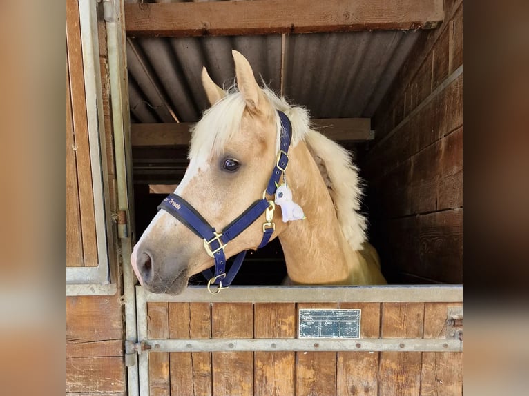 Francés de silla (Selle francais) Yegua 3 años 153 cm Palomino in Boll&#xE8;ne