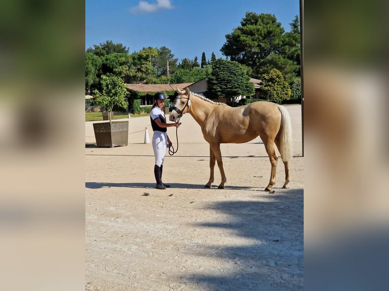 Francés de silla (Selle francais) Yegua 3 años 153 cm Palomino in Boll&#xE8;ne