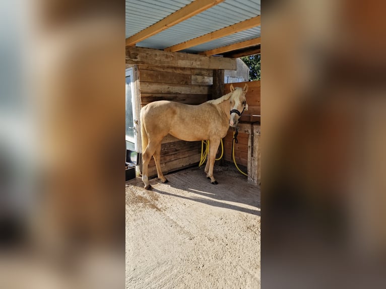 Francés de silla (Selle francais) Yegua 3 años 153 cm Palomino in Boll&#xE8;ne