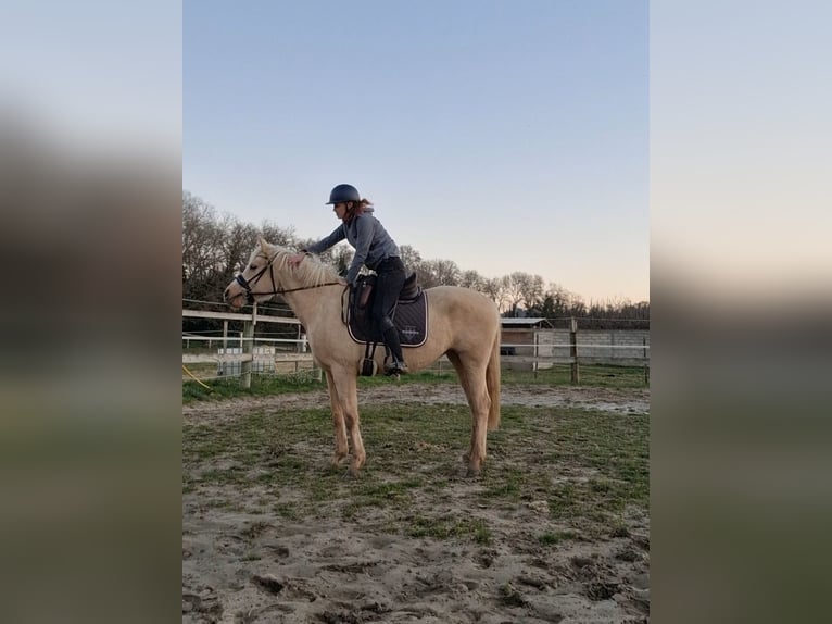 Francés de silla (Selle francais) Yegua 3 años 153 cm Palomino in Boll&#xE8;ne