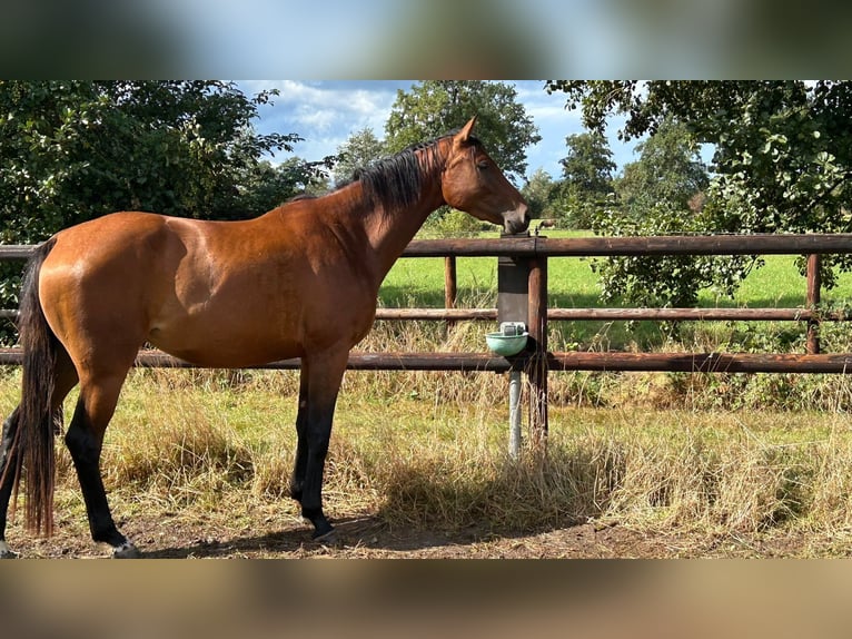 Francés de silla (Selle francais) Yegua 3 años 165 cm Castaño in Wohltorf