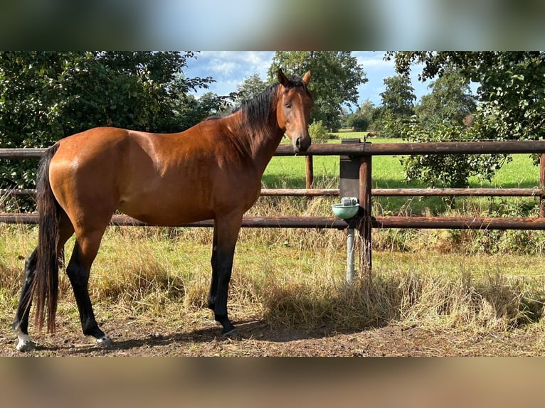 Francés de silla (Selle francais) Yegua 3 años 165 cm Castaño in Wohltorf