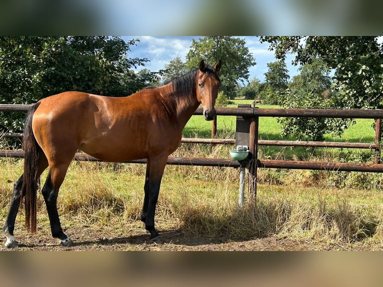 Francés de silla (Selle francais) Yegua 3 años 165 cm Castaño in Wohltorf