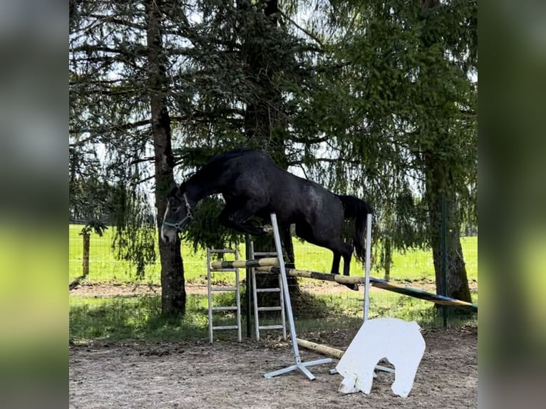 Francés de silla (Selle francais) Yegua 3 años 165 cm Tordo in Dole