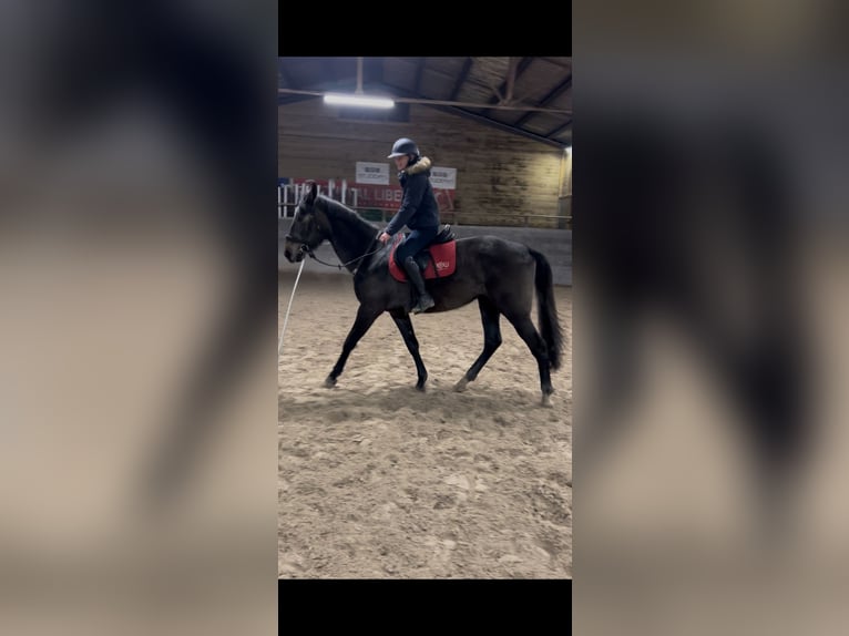 Francés de silla (Selle francais) Mestizo Yegua 3 años 172 cm Tordo in Nancy