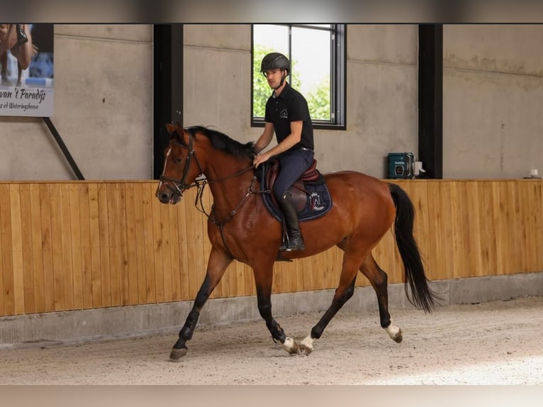 Francés de silla (Selle francais) Yegua 4 años 161 cm Castaño rojizo in Belsele