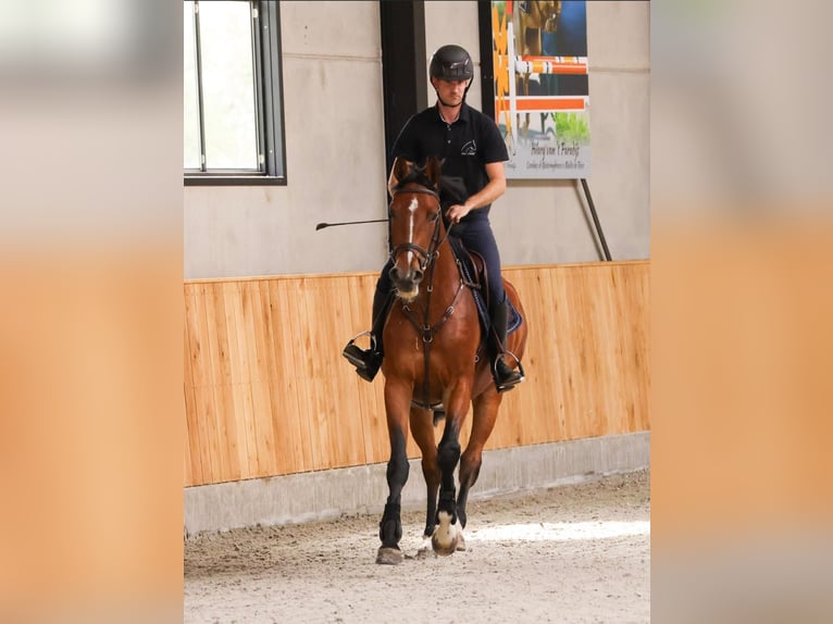 Francés de silla (Selle francais) Yegua 4 años 161 cm Castaño rojizo in Belsele