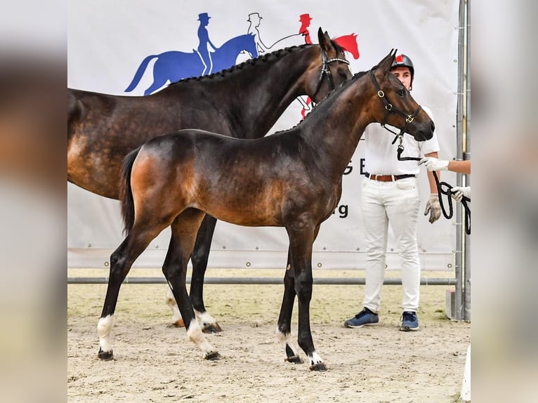 Francés de silla (Selle francais) Yegua 4 años 165 cm Castaño in Petit-Mars