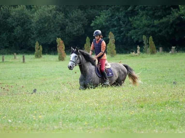 Francés de silla (Selle francais) Yegua 4 años 165 cm Tordo in Moisdon-la-Riviere