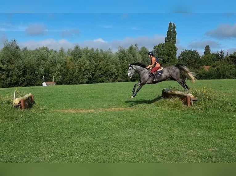 Francés de silla (Selle francais) Yegua 4 años 165 cm Tordo in Moisdon-la-Riviere