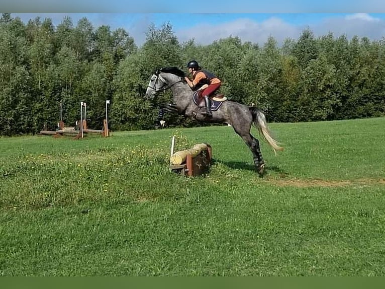 Francés de silla (Selle francais) Yegua 4 años 165 cm Tordo in Moisdon-la-Riviere