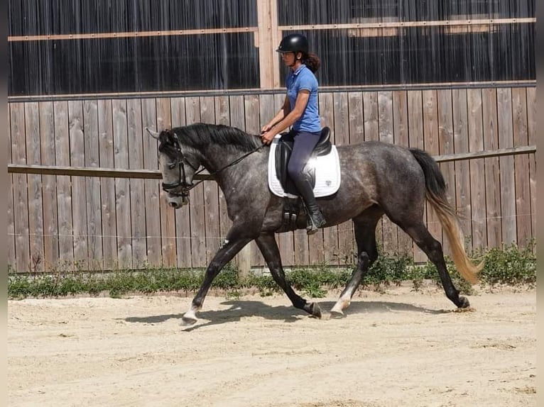 Francés de silla (Selle francais) Yegua 4 años 165 cm Tordo in Moisdon-la-Riviere