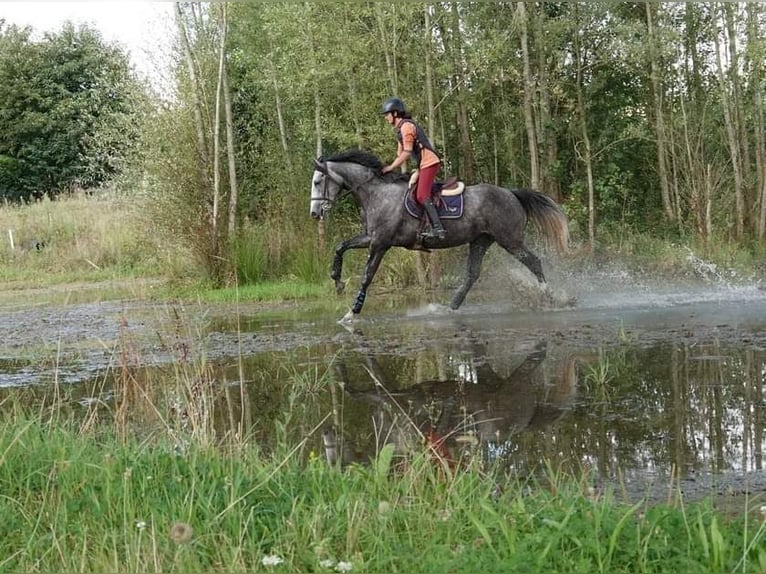 Francés de silla (Selle francais) Yegua 4 años 165 cm Tordo in Moisdon-la-Riviere