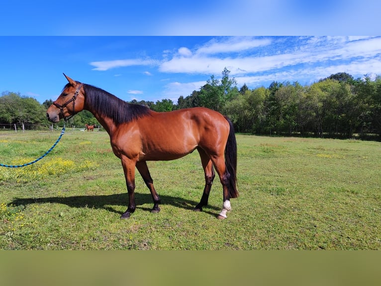 Francés de silla (Selle francais) Yegua 4 años 167 cm Castaño in Escaudes