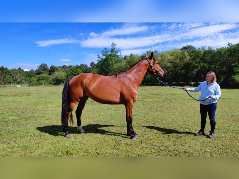 Francés de silla (Selle francais) Yegua 4 años 167 cm Castaño in Escaudes