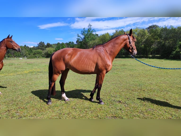 Francés de silla (Selle francais) Yegua 4 años 167 cm Castaño in Escaudes