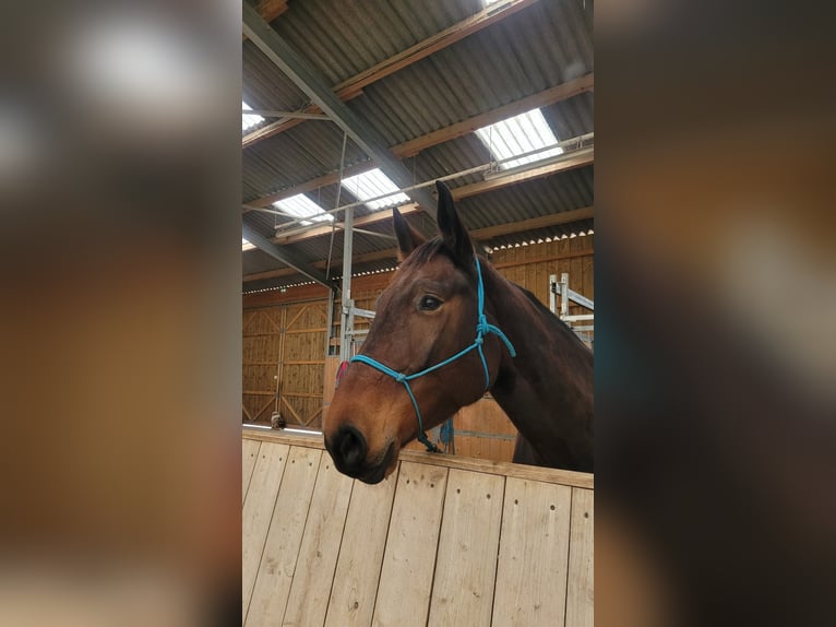 Francés de silla (Selle francais) Yegua 4 años 170 cm Castaño oscuro in Meussia