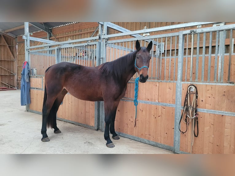 Francés de silla (Selle francais) Yegua 4 años 170 cm Castaño oscuro in Meussia