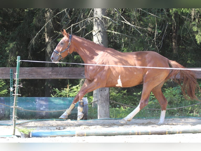 Francés de silla (Selle francais) Yegua 4 años 173 cm Sabino in Gronków