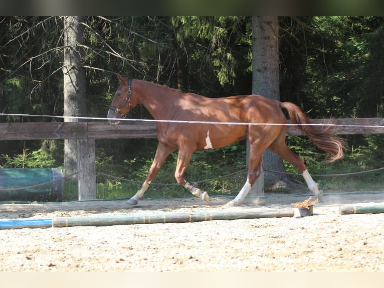 Francés de silla (Selle francais) Yegua 4 años 173 cm Sabino in Gronków