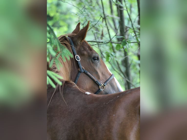 Francés de silla (Selle francais) Yegua 4 años 173 cm Sabino in Gronków