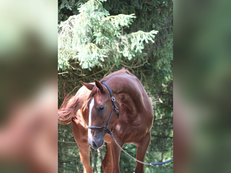 Francés de silla (Selle francais) Yegua 4 años 173 cm Sabino in Gronków