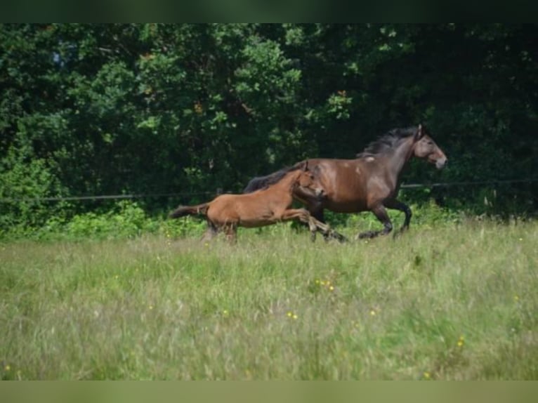 Francés de silla (Selle francais) Yegua 4 años Castaño in La Chapelle en Juger, Basse-Normandie