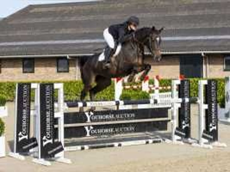 Francés de silla (Selle francais) Yegua 6 años 170 cm Castaño in Waddinxveen