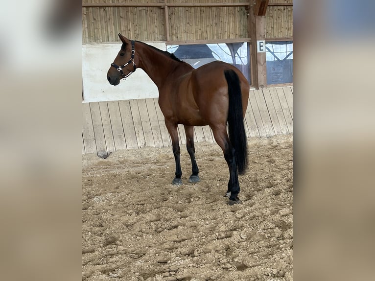 Francés de silla (Selle francais) Yegua 6 años 175 cm Castaño in Saint-Hilaire-d&#39;Ozilhan