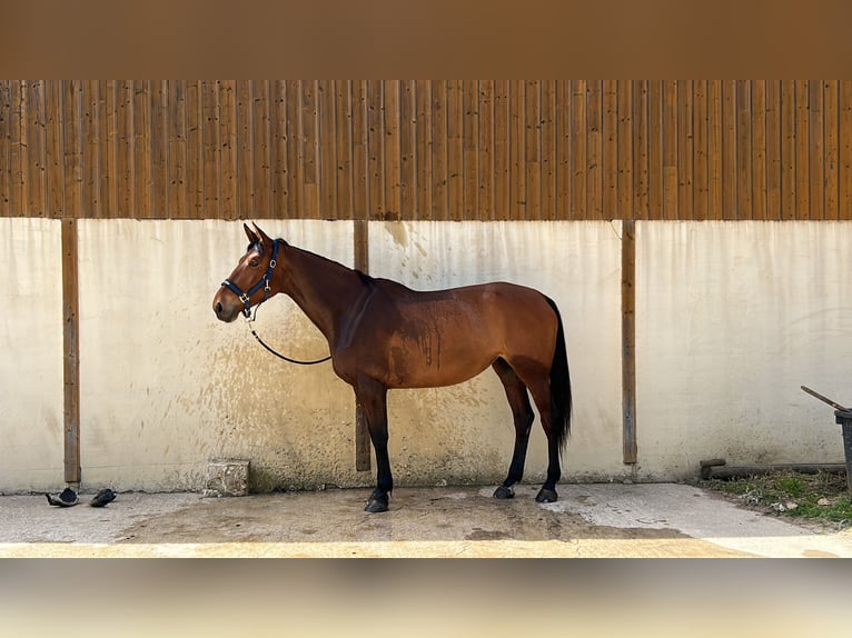 Francés de silla (Selle francais) Yegua 6 años 175 cm Castaño in Saint-Hilaire-d&#39;Ozilhan