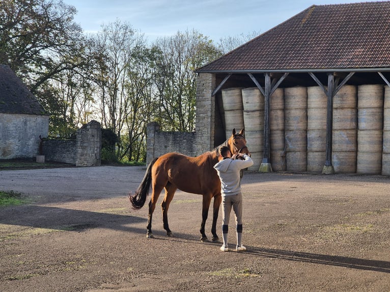 Francés de silla (Selle francais) Yegua 7 años 157 cm Castaño in Lons-le-Saunier