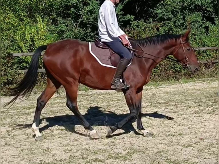 Francés de silla (Selle francais) Yegua 7 años 160 cm Castaño in LE FOUSSERET