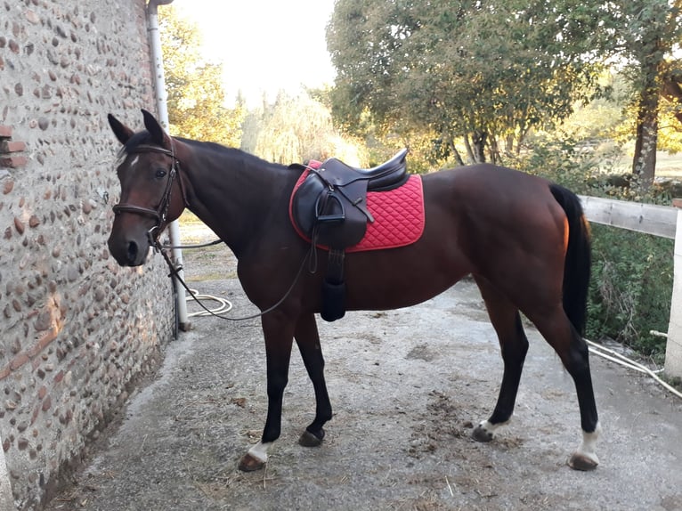 Francés de silla (Selle francais) Yegua 7 años 160 cm Castaño in LE FOUSSERET