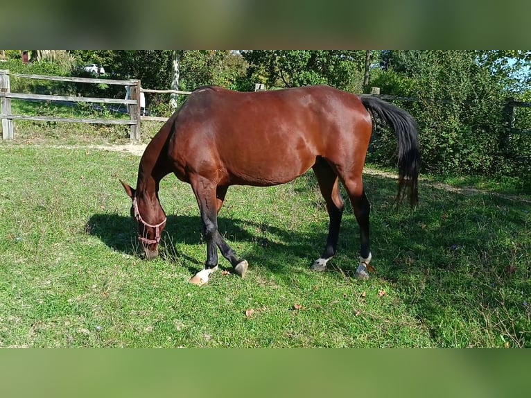 Francés de silla (Selle francais) Yegua 7 años 160 cm Castaño in LE FOUSSERET