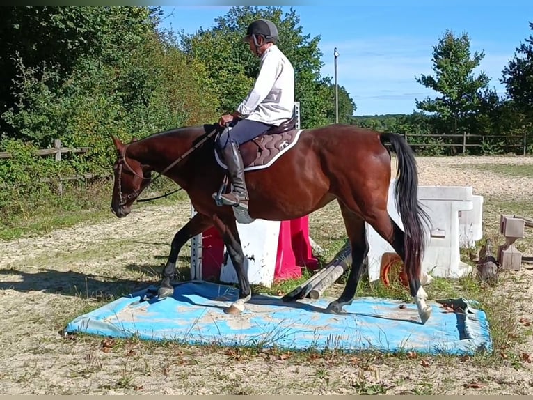 Francés de silla (Selle francais) Yegua 7 años 160 cm Castaño in LE FOUSSERET