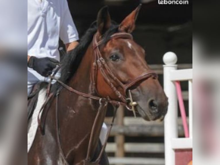 Francés de silla (Selle francais) Yegua 7 años 160 cm Castaño in LE FOUSSERET