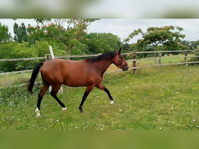 Francés de silla (Selle francais) Yegua 7 años 160 cm Castaño in LE FOUSSERET